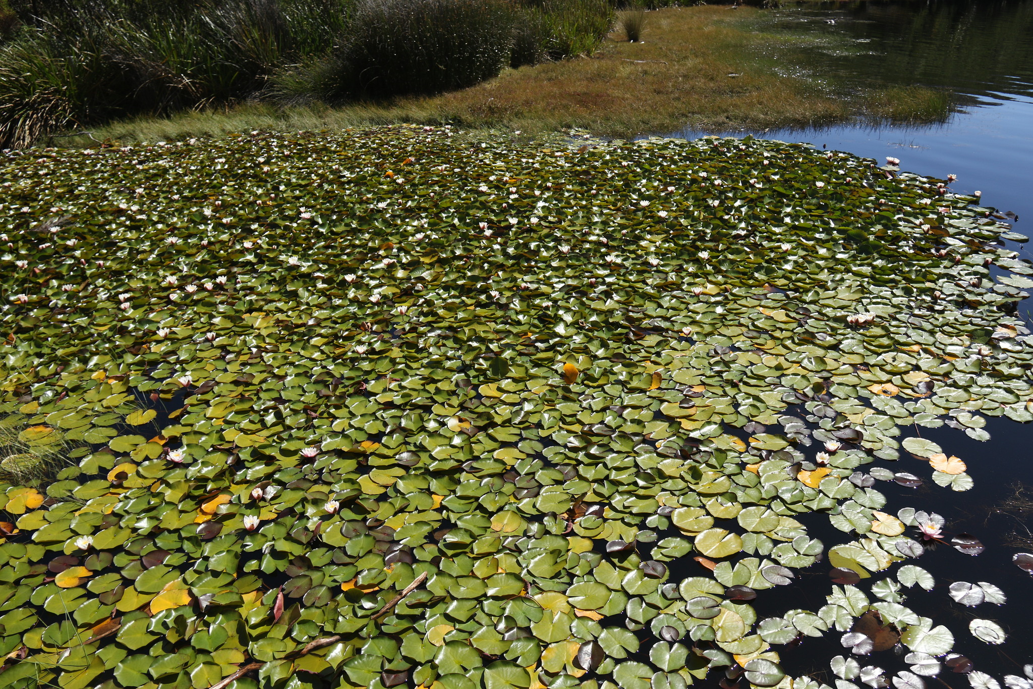 Nymphaea L.
