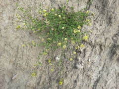 Medicago glomerata