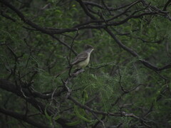 Myiarchus swainsoni
