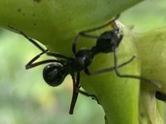 Dolichoderus attelaboides