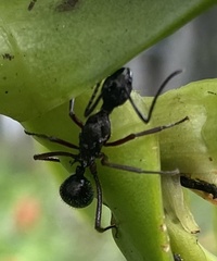 Dolichoderus attelaboides