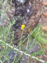 Aspalathus divaricata