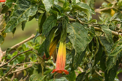 Brugmansia sanguinea