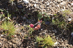 Ranunculus glacialis