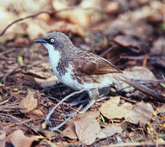 Turdoides hypoleuca