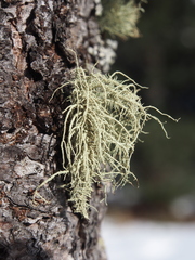 Usnea hirta