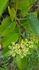 Cissus verticillata