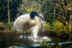 Threskiornis