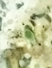 Macrosiphum euphorbiae