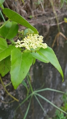 Cissus verticillata