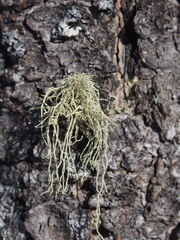 Usnea hirta