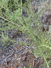 Aspalathus divaricata