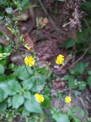 Youngia