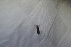 Annulipalpia
