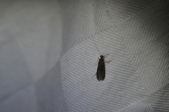 Annulipalpia