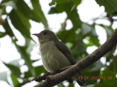 Dicaeum erythrorhynchos