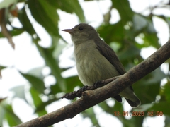 Dicaeum erythrorhynchos