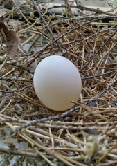 Streptopelia roseogrisea