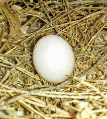Streptopelia roseogrisea