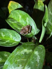 Eleutherodactylus coqui