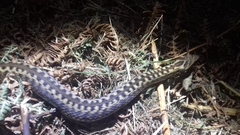Vipera seoanei