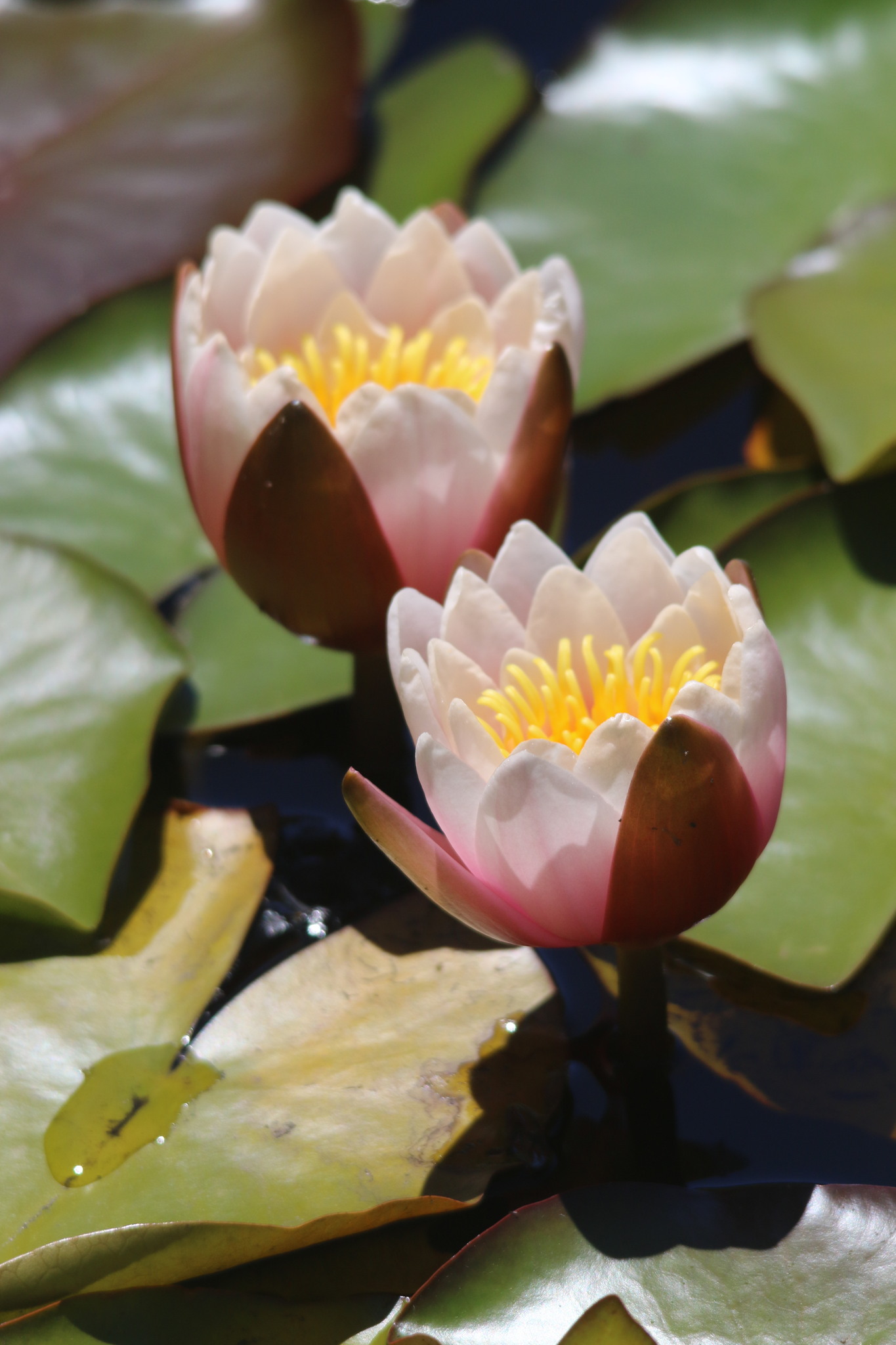 Nymphaea L.