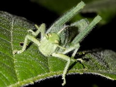 Acanthacris ruficornis