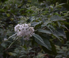 Gymnanthemum amygdalinum