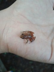 Eleutherodactylus cystignathoides