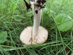 Marasmius nigrodiscus