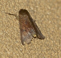 Australothis rubrescens