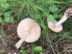 Marasmius nigrodiscus