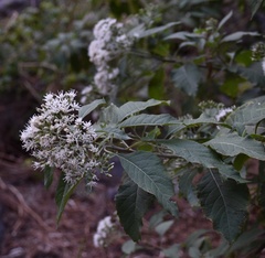 Gymnanthemum amygdalinum