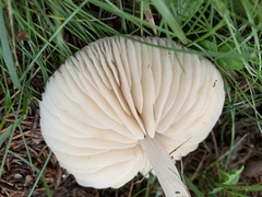 Marasmius nigrodiscus