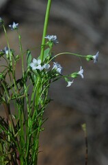 Saltugilia australis