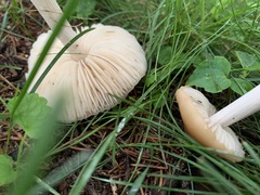 Marasmius nigrodiscus
