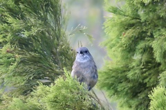 Pachycephala olivacea