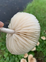Marasmius nigrodiscus