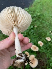 Marasmius nigrodiscus