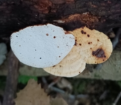 Truncospora ochroleuca