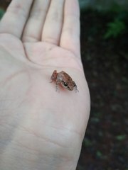 Eleutherodactylus cystignathoides