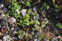 Veronica bellidioides