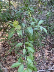 Ximenia americana