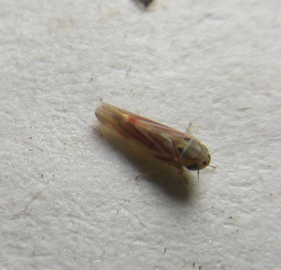 Neozygina balli