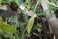 Vicia hybrida