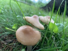 Marasmius nigrodiscus