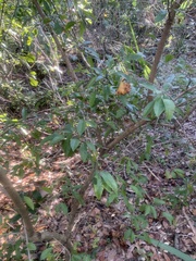 Ximenia americana