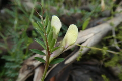 Vicia hybrida