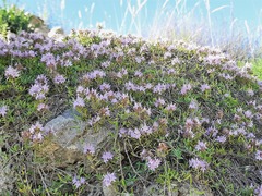 Thymus daghestanicus