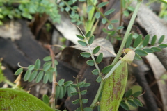 Vicia hybrida